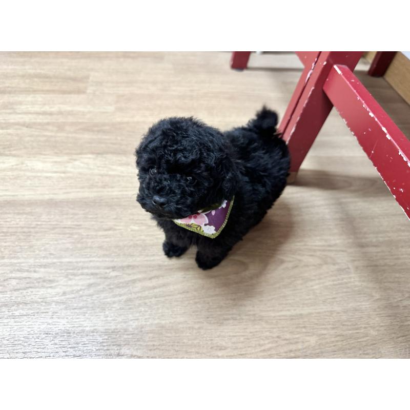 販売中の愛知県のトイプードル-445563の8枚目