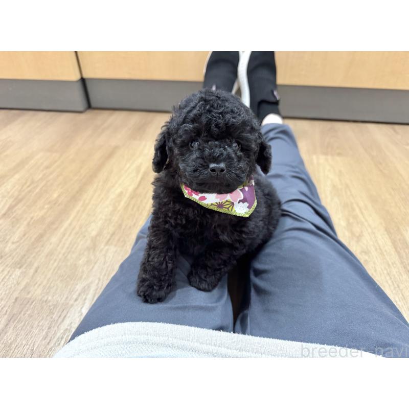 販売中の愛知県のトイプードル-445563の7枚目