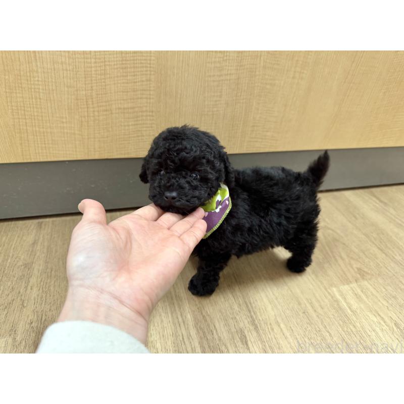 販売中の愛知県のトイプードル-445563の6枚目