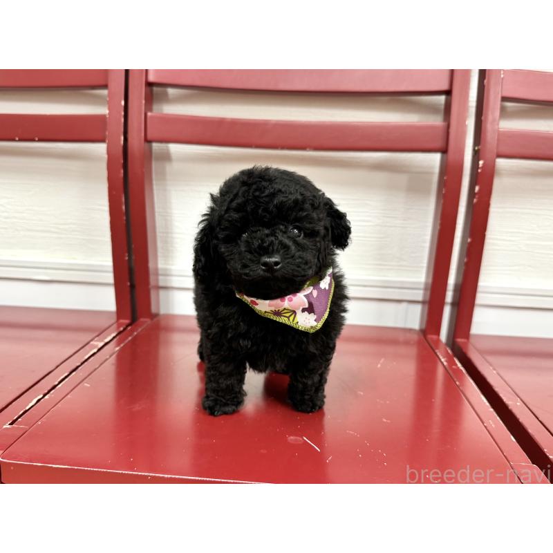 販売中の愛知県のトイプードル-445563の5枚目