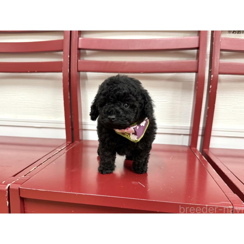 販売中の愛知県のトイプードル-445563の4枚目