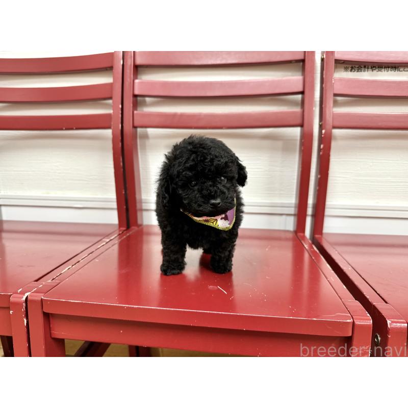 販売中の愛知県のトイプードル-445563の3枚目