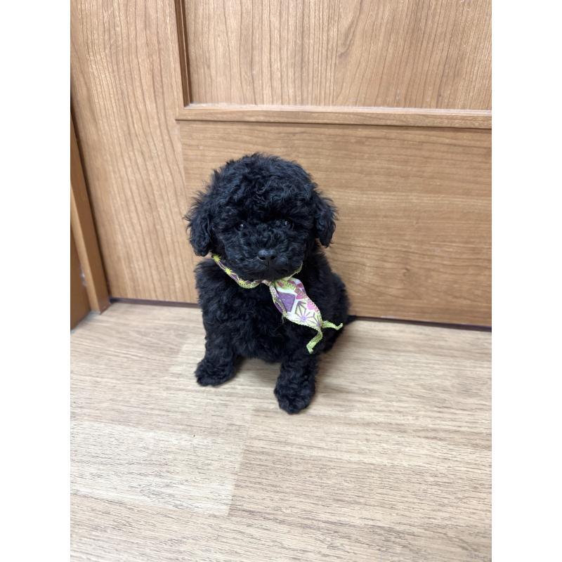 販売中の愛知県のトイプードル-445563の2枚目