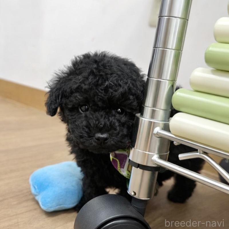 販売中の愛知県のトイプードル-445563