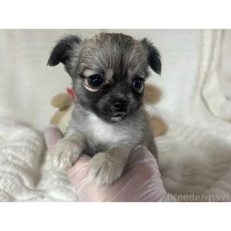 販売中の京都府のチワワ(ロングコート)-454359の6枚目