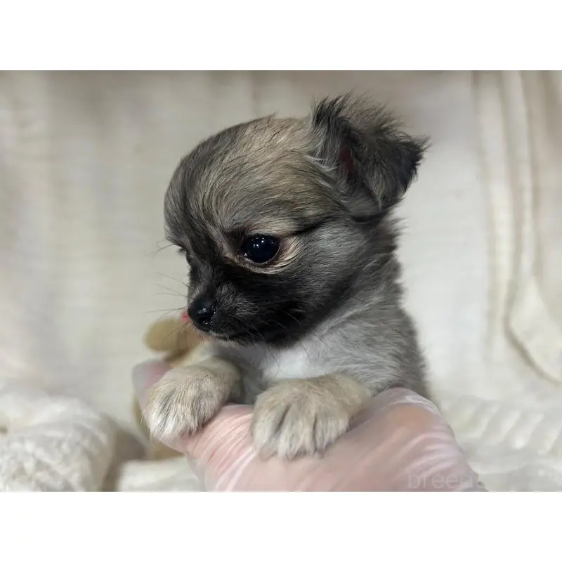 販売中の京都府のチワワ(ロングコート)-454359の5枚目