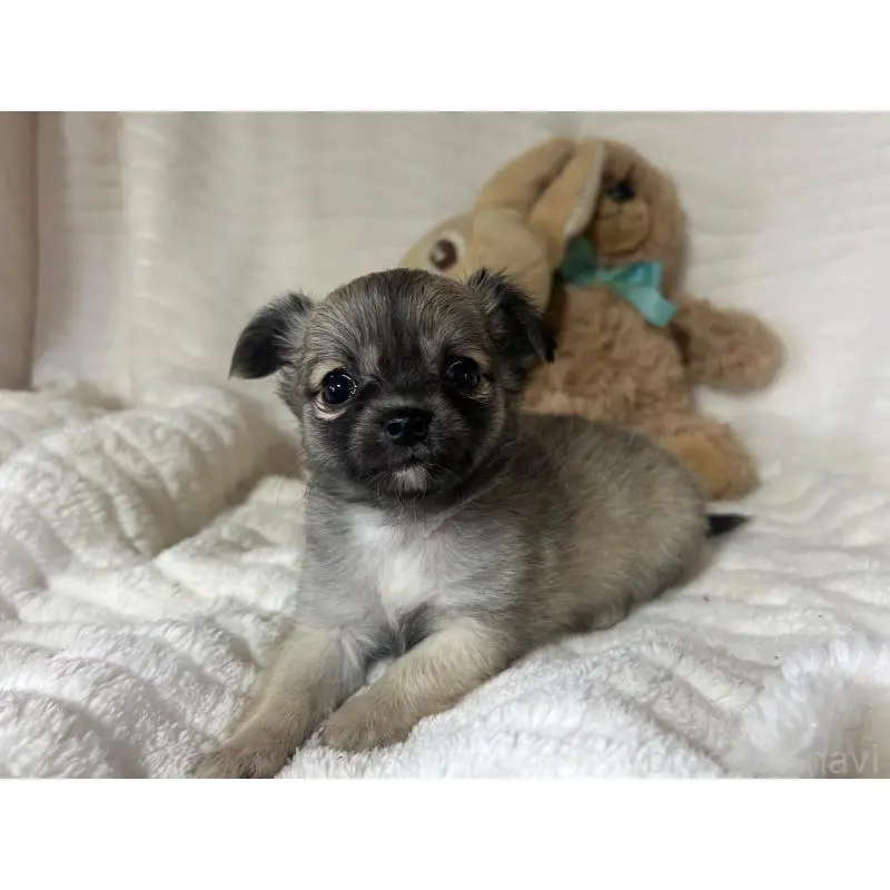 販売中の京都府のチワワ(ロングコート)-454359の4枚目