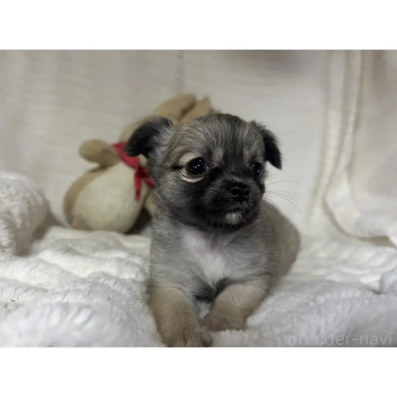 販売中の京都府のチワワ(ロングコート)-454359の3枚目