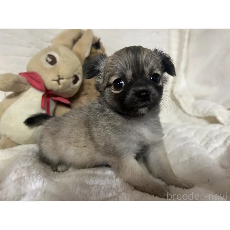 販売中の京都府のチワワ(ロングコート)-454359の2枚目