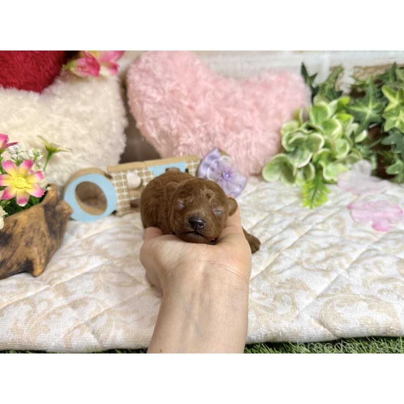 販売中の愛知県のトイプードル-454360の6枚目