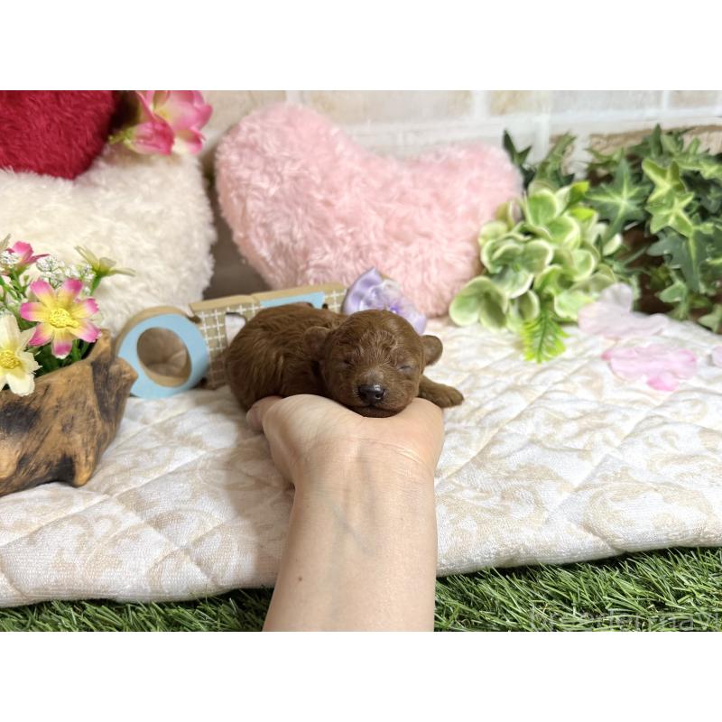 販売中の愛知県のトイプードル-454360の5枚目