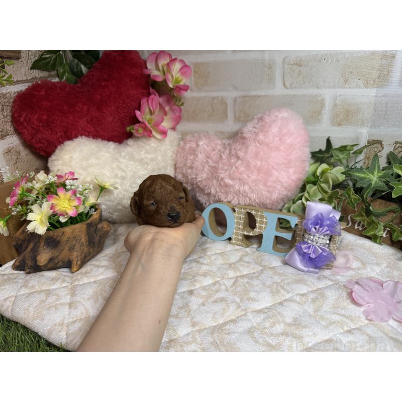 販売中の愛知県のトイプードル-454360の3枚目