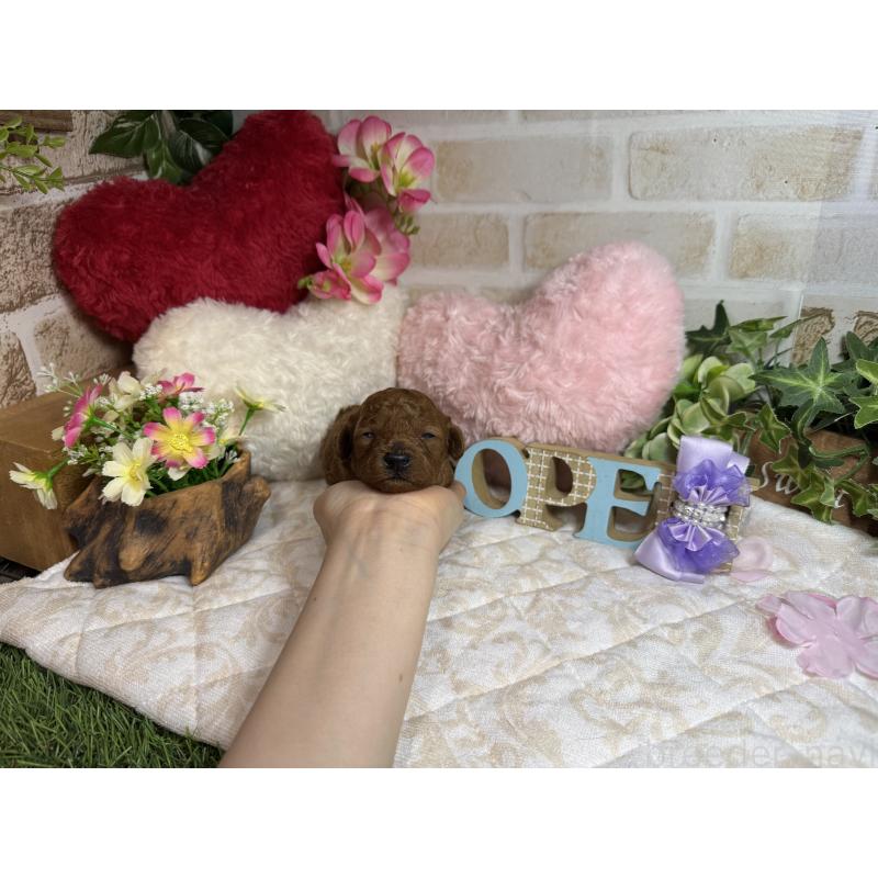 販売中の愛知県のトイプードル-454360の2枚目