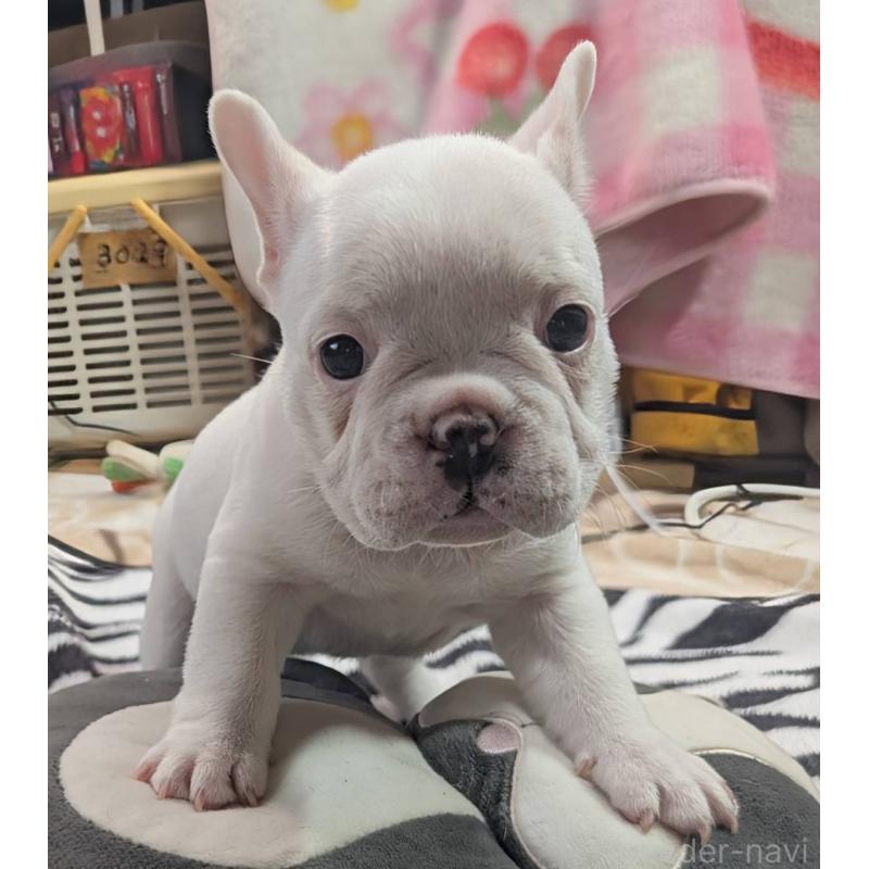 販売中の愛媛県のフレンチブルドッグ-452983