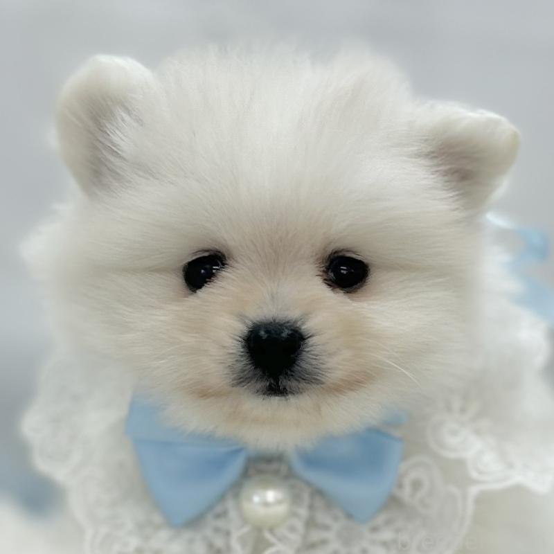 販売中の愛知県のポメラニアン-454361