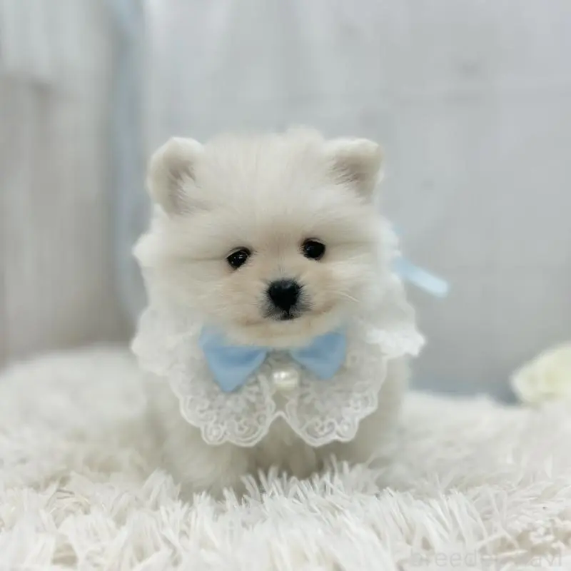 販売中の愛知県のポメラニアン-454361の4枚目