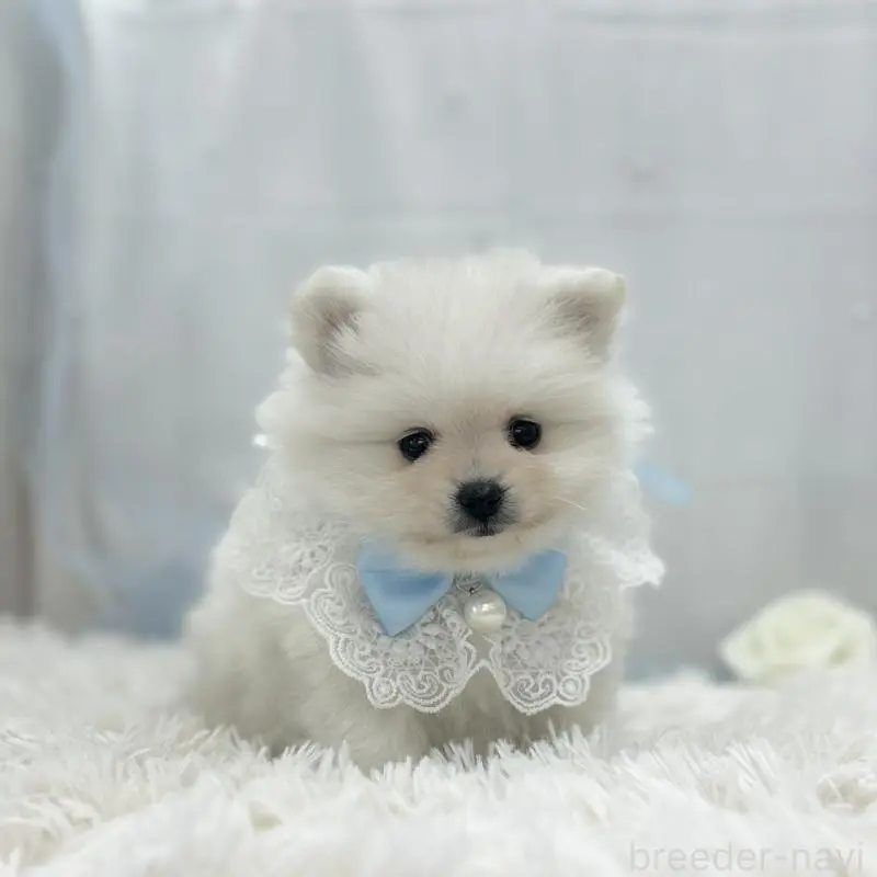 販売中の愛知県のポメラニアン-454361の3枚目