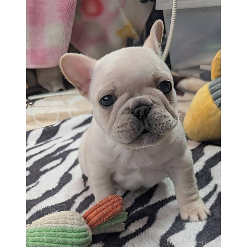 販売中の愛媛県のフレンチブルドッグ-452986