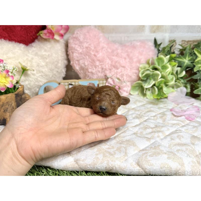 販売中の愛知県のトイプードル-454362の5枚目