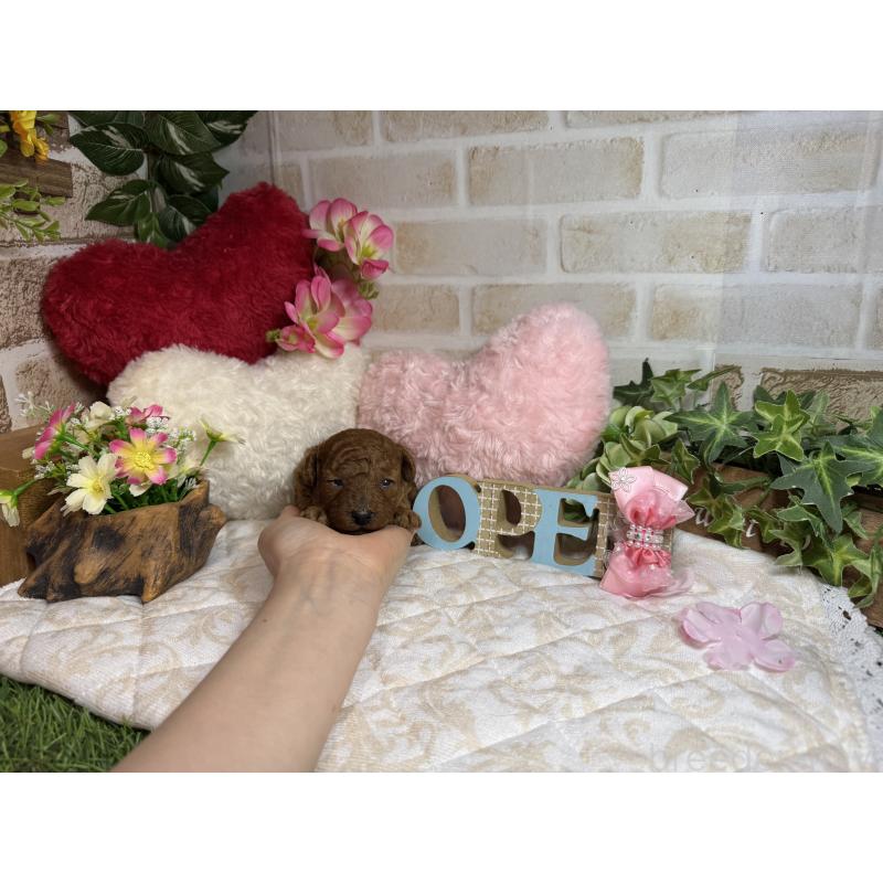 販売中の愛知県のトイプードル-454362の3枚目