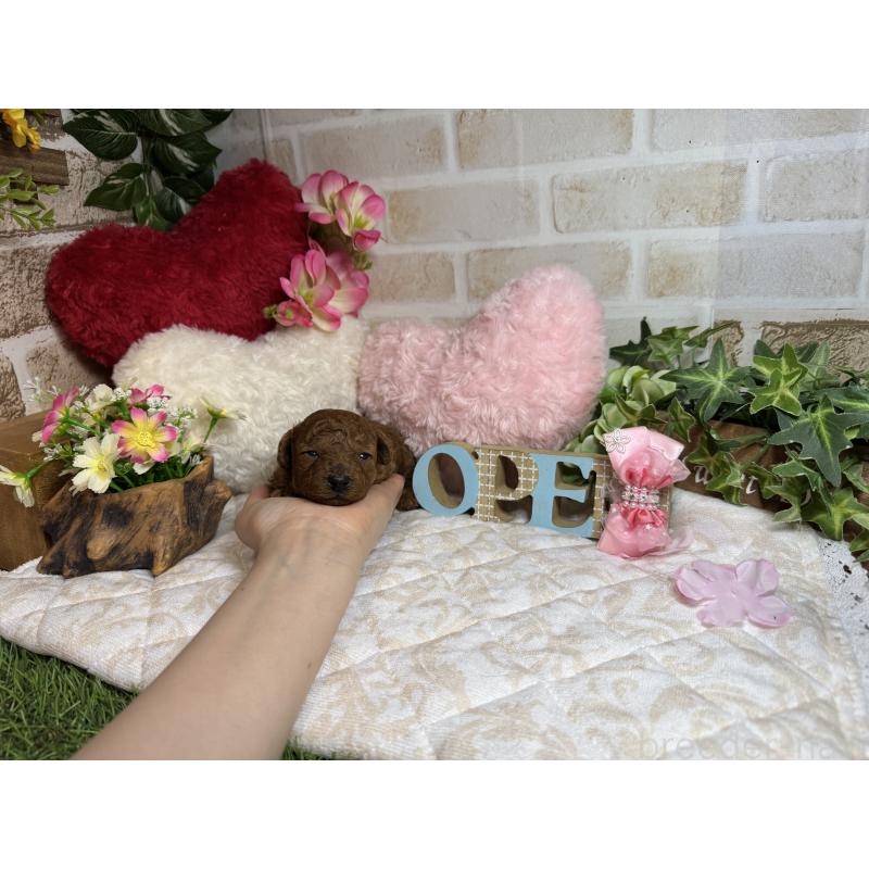 販売中の愛知県のトイプードル-454362の2枚目