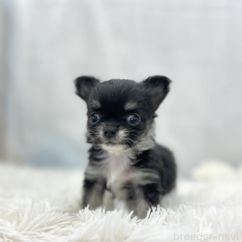 販売中の愛知県のチワワ(ロングコート)-454363の5枚目