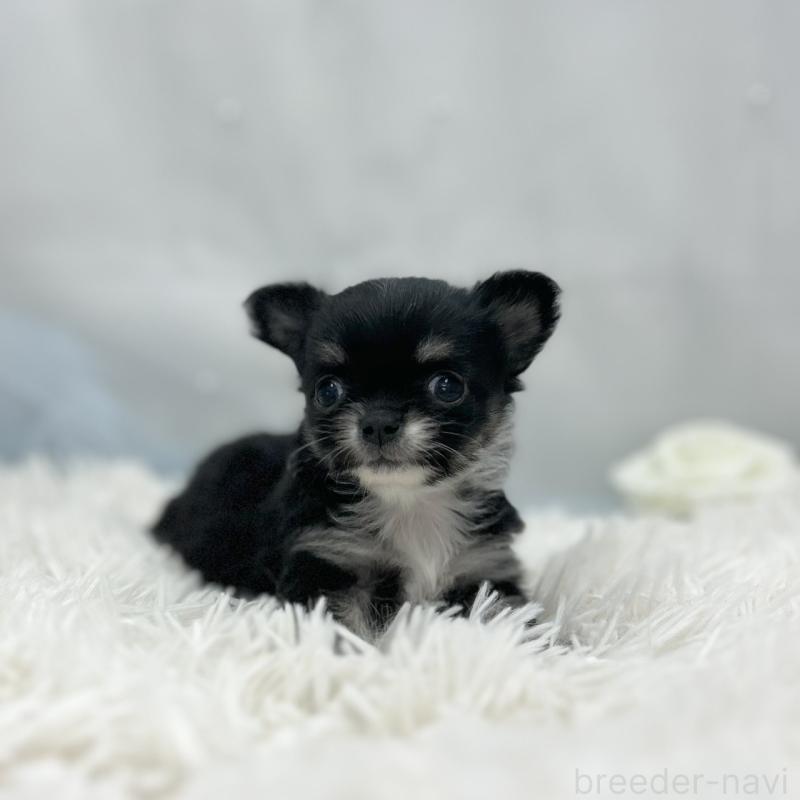 販売中の愛知県のチワワ(ロングコート)-454363の2枚目