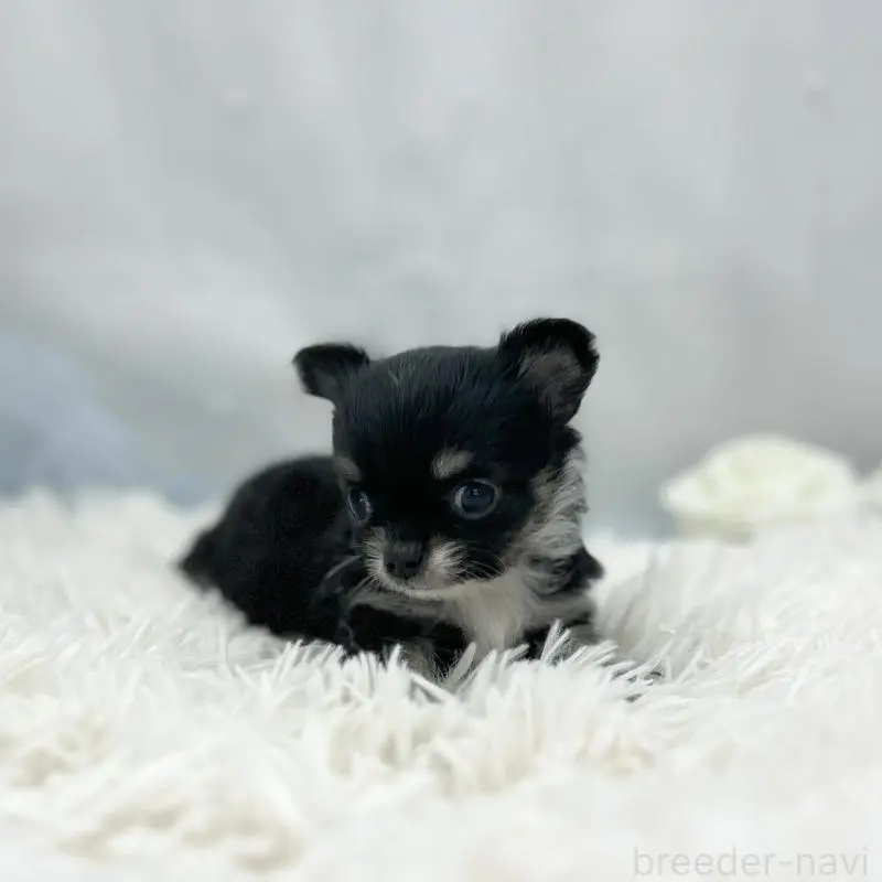 販売中の愛知県のチワワ(ロングコート)-454363の3枚目