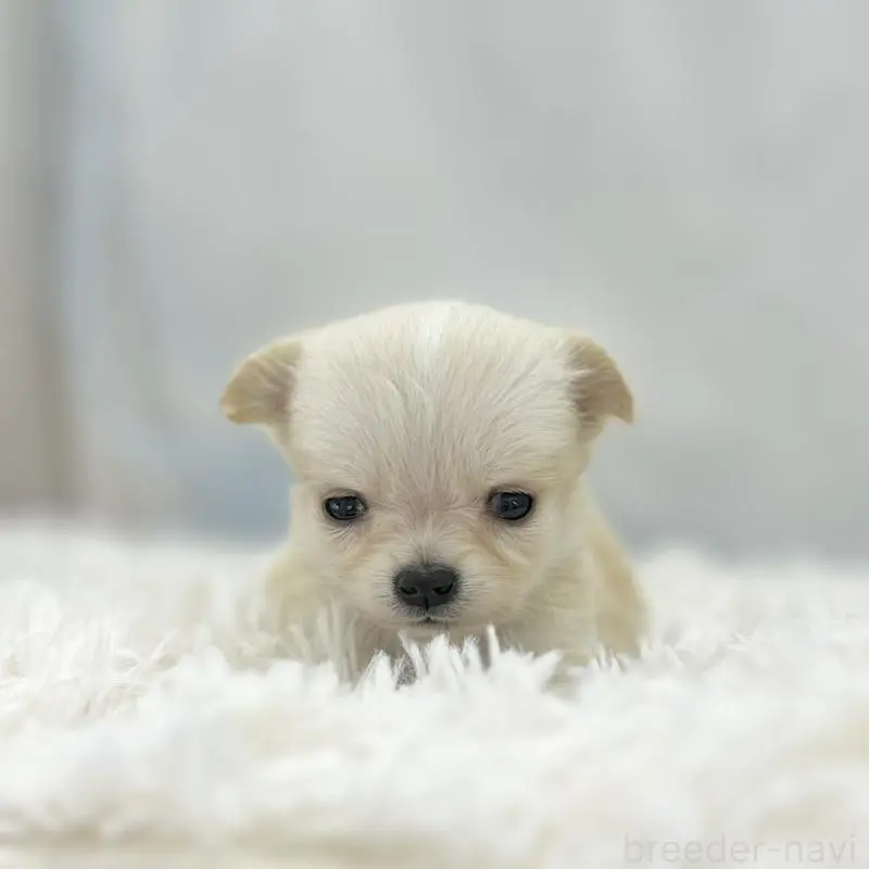 販売中の愛知県のチワワ(ロングコート)-454364の5枚目