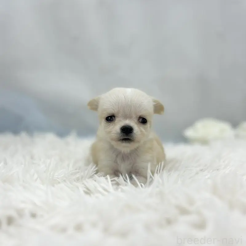 販売中の愛知県のチワワ(ロングコート)-454364の4枚目