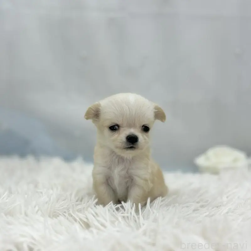 販売中の愛知県のチワワ(ロングコート)-454364の2枚目