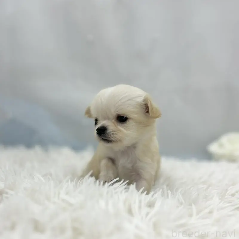 販売中の愛知県のチワワ(ロングコート)-454364の3枚目