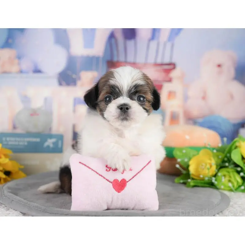 販売中の神奈川県のチワズー:チワワ×シーズー-454365の13枚目