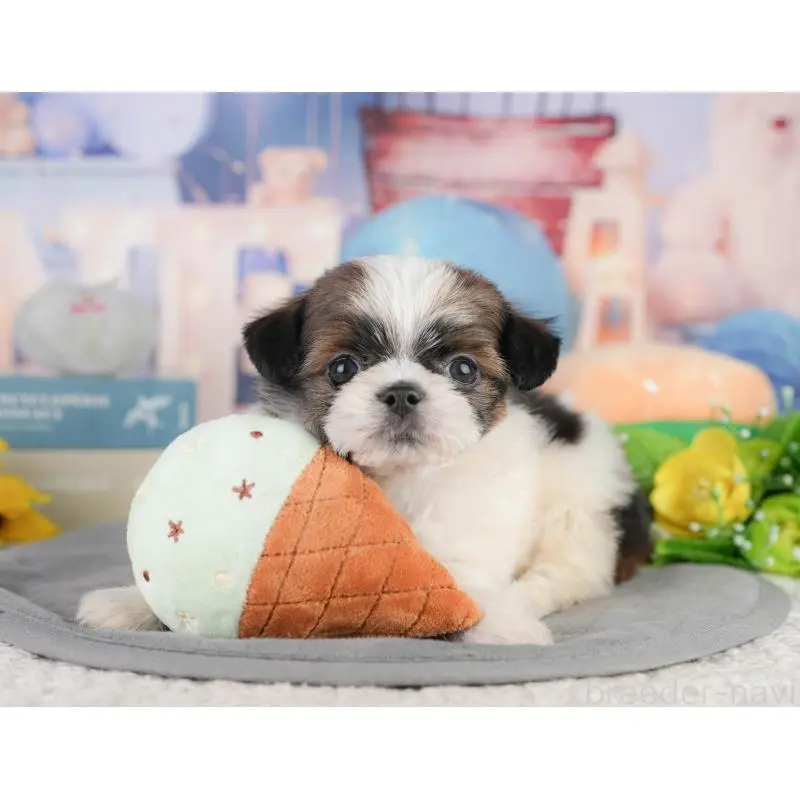 販売中の神奈川県のチワズー:チワワ×シーズー-454365の12枚目