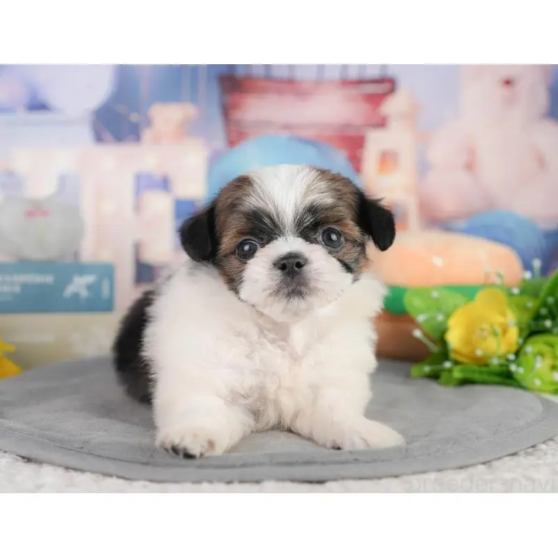 販売中の神奈川県のチワズー:チワワ×シーズー-454365の10枚目