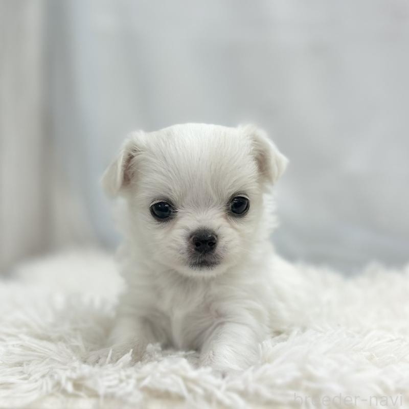 販売中の愛知県のチワワ(ロングコート)-454366の5枚目