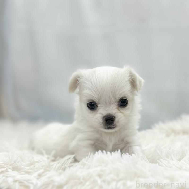 販売中の愛知県のチワワ(ロングコート)-454366の4枚目