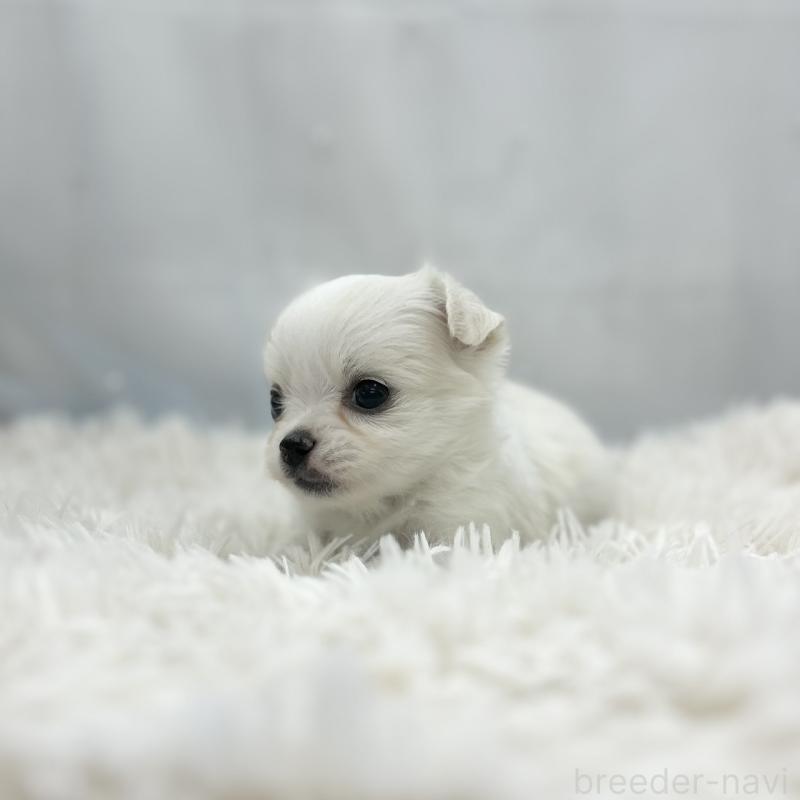 販売中の愛知県のチワワ(ロングコート)-454366の3枚目