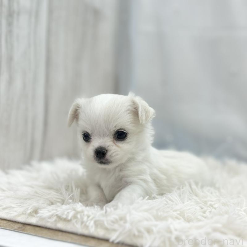 販売中の愛知県のチワワ(ロングコート)-454366の2枚目