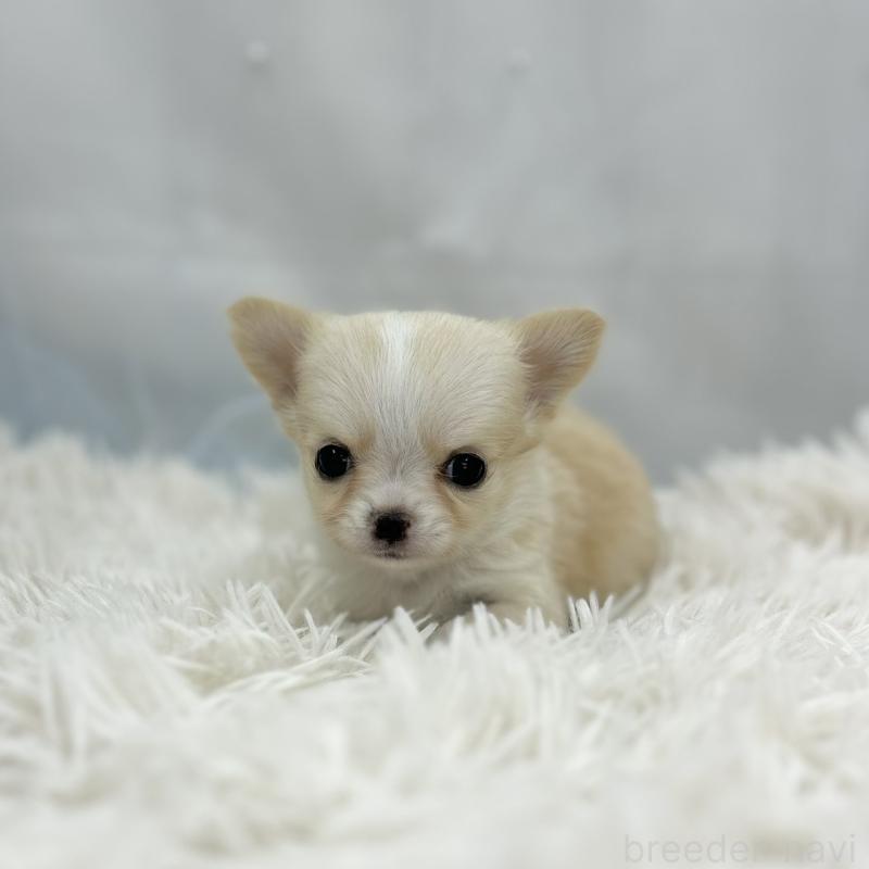 販売中の愛知県のチワワ(ロングコート)-454367の4枚目