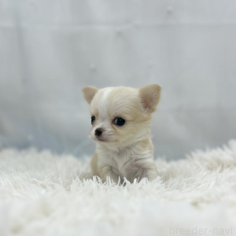 販売中の愛知県のチワワ(ロングコート)-454367の3枚目