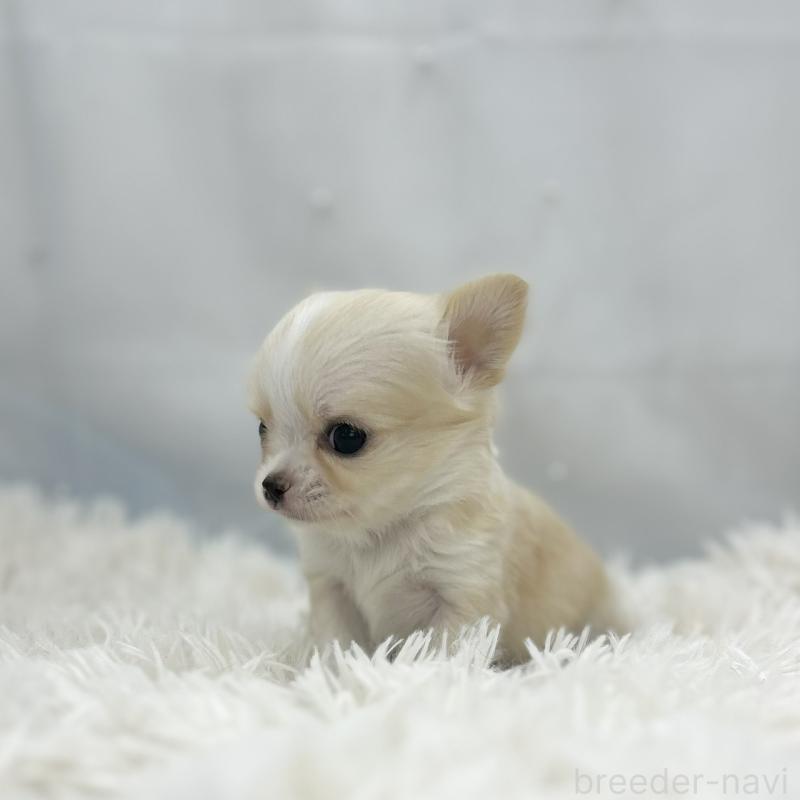 販売中の愛知県のチワワ(ロングコート)-454367の2枚目