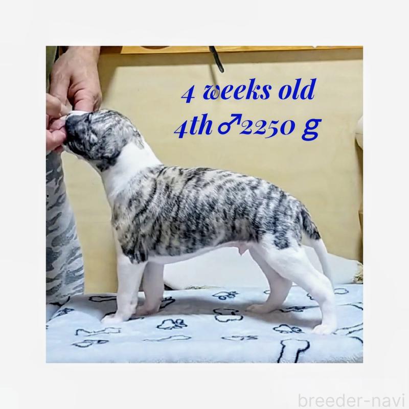 販売中の東京都のウィペット-454368の3枚目