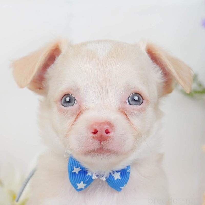 販売中の神奈川県のチワワ(ロングコート)-454369