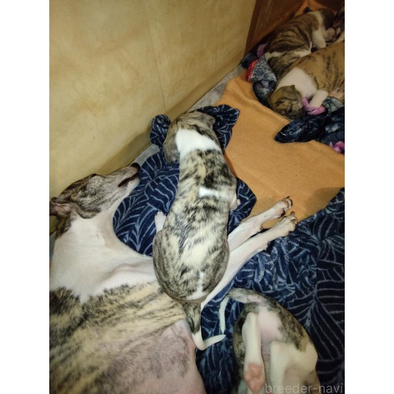 販売中の東京都のウィペット-454368の2枚目