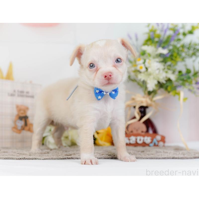 販売中の神奈川県のチワワ(ロングコート)-454369の15枚目