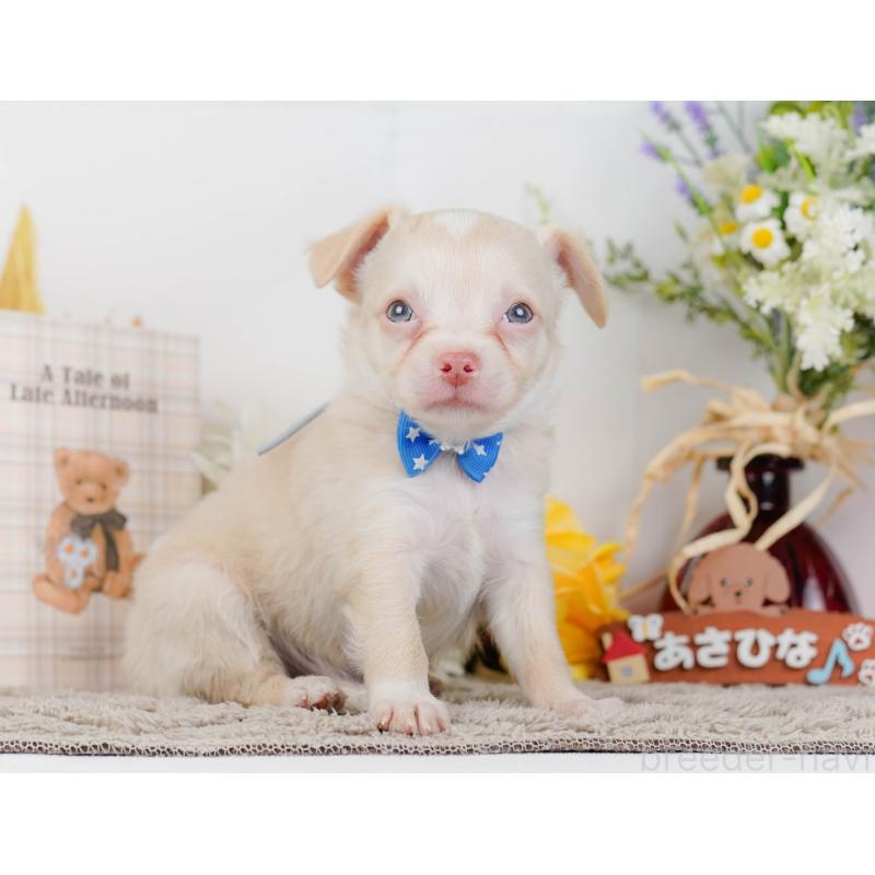 販売中の神奈川県のチワワ(ロングコート)-454369の14枚目