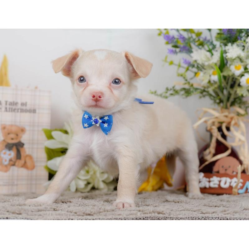 販売中の神奈川県のチワワ(ロングコート)-454369の13枚目