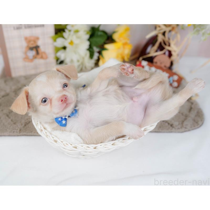 販売中の神奈川県のチワワ(ロングコート)-454369の10枚目