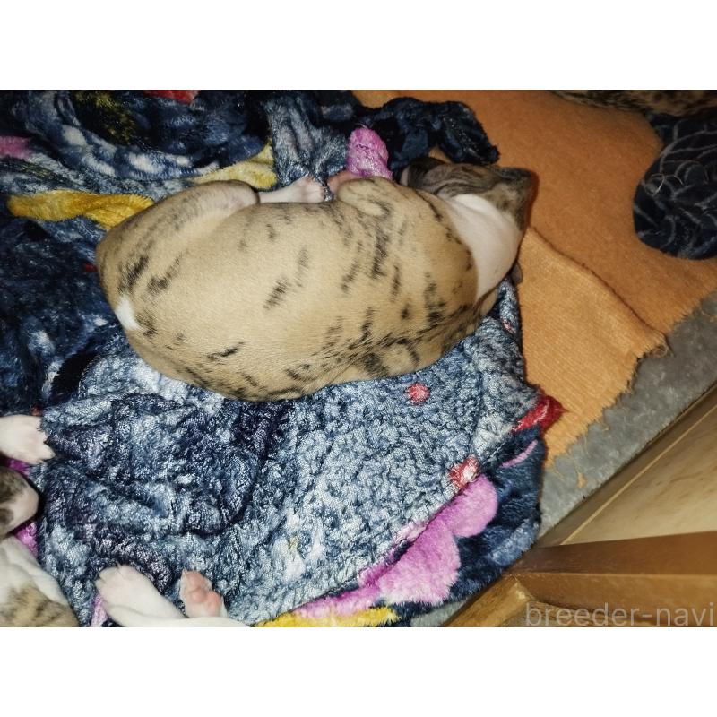 販売中の東京都のウィペット-454370の2枚目